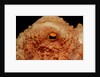 Octopus head and eye. (Octopus vulgaris) Mediterranean Sea by Anonymous