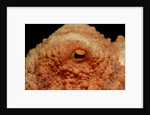 Octopus head and eye. (Octopus vulgaris) Mediterranean Sea by Anonymous