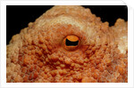 Octopus head and eye. (Octopus vulgaris) Mediterranean Sea by Anonymous