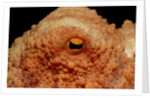 Octopus head and eye. (Octopus vulgaris) Mediterranean Sea by Anonymous