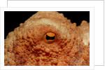 Octopus head and eye. (Octopus vulgaris) Mediterranean Sea by Anonymous
