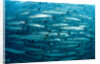 Blackfin Barracuda (Sphyraena qenie) Pacific Ocean by Anonymous