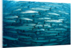 Blackfin Barracuda (Sphyraena qenie) Pacific Ocean by Anonymous
