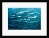 Blackfin Barracuda (Sphyraena qenie) Pacific Ocean by Anonymous