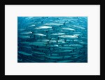 Blackfin Barracuda (Sphyraena qenie) Pacific Ocean by Anonymous