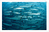 Blackfin Barracuda (Sphyraena qenie) Pacific Ocean by Anonymous