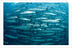 Blackfin Barracuda (Sphyraena qenie) Pacific Ocean by Anonymous
