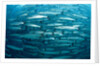 Blackfin Barracuda (Sphyraena qenie) Pacific Ocean by Anonymous