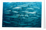 Blackfin Barracuda (Sphyraena qenie) Pacific Ocean by Anonymous
