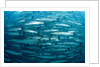 Blackfin Barracuda (Sphyraena qenie) Pacific Ocean by Anonymous