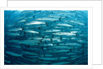 Blackfin Barracuda (Sphyraena qenie) Pacific Ocean by Anonymous