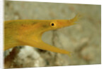 Yellow Ribbon Eel (Rhinomuraena quaesita) Rhinomuraena quaesita by Anonymous