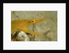Yellow Ribbon Eel (Rhinomuraena quaesita) Rhinomuraena quaesita by Anonymous