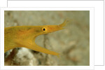 Yellow Ribbon Eel (Rhinomuraena quaesita) Rhinomuraena quaesita by Anonymous