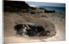 Green Sea Turtle digging a nesting hole on a beach (Chelonia mydas), Pacific Ocean, Borneo. by Anonymous