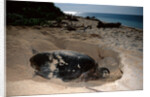 Green Sea Turtle digging a nesting hole on a beach (Chelonia mydas), Pacific Ocean, Borneo. by Anonymous