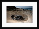 Green Sea Turtle digging a nesting hole on a beach (Chelonia mydas), Pacific Ocean, Borneo. by Anonymous