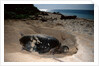Green Sea Turtle digging a nesting hole on a beach (Chelonia mydas), Pacific Ocean, Borneo. by Anonymous