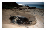 Green Sea Turtle digging a nesting hole on a beach (Chelonia mydas), Pacific Ocean, Borneo. by Anonymous