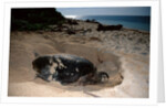 Green Sea Turtle digging a nesting hole on a beach (Chelonia mydas), Pacific Ocean, Borneo. by Anonymous