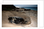 Green Sea Turtle digging a nesting hole on a beach (Chelonia mydas), Pacific Ocean, Borneo. by Anonymous