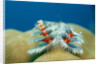 Christmas Tree Worms growing on Coral (Spirobranchus giganteus), Pacific Ocean, Borneo. by Anonymous