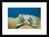 Christmas Tree Worms growing on Coral (Spirobranchus giganteus), Pacific Ocean, Borneo. by Anonymous
