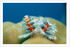 Christmas Tree Worms growing on Coral (Spirobranchus giganteus), Pacific Ocean, Borneo. by Anonymous