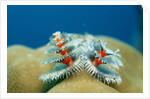 Christmas Tree Worms growing on Coral (Spirobranchus giganteus), Pacific Ocean, Borneo. by Anonymous