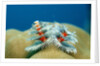 Christmas Tree Worms growing on Coral (Spirobranchus giganteus), Pacific Ocean, Borneo. by Anonymous