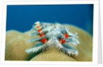 Christmas Tree Worms growing on Coral (Spirobranchus giganteus), Pacific Ocean, Borneo. by Anonymous