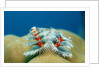 Christmas Tree Worms growing on Coral (Spirobranchus giganteus), Pacific Ocean, Borneo. by Anonymous