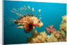 Lionfish or Turkeyfish (Pterois volitans), Indian Ocean, Andaman Sea. by Anonymous
