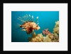 Lionfish or Turkeyfish (Pterois volitans), Indian Ocean, Andaman Sea. by Anonymous