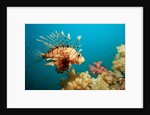 Lionfish or Turkeyfish (Pterois volitans), Indian Ocean, Andaman Sea. by Anonymous