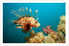 Lionfish or Turkeyfish (Pterois volitans), Indian Ocean, Andaman Sea. by Anonymous
