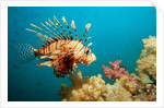 Lionfish or Turkeyfish (Pterois volitans), Indian Ocean, Andaman Sea. by Anonymous