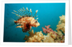 Lionfish or Turkeyfish (Pterois volitans), Indian Ocean, Andaman Sea. by Anonymous