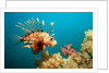 Lionfish or Turkeyfish (Pterois volitans), Indian Ocean, Andaman Sea. by Anonymous