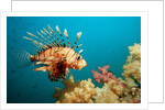 Lionfish or Turkeyfish (Pterois volitans), Indian Ocean, Andaman Sea. by Anonymous