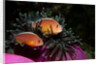 Skunk Anemonefishes (Amphiprion sandaracinos) in a Sea Anemone, Indian Ocean, Andaman Sea. by Anonymous