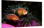 Skunk Anemonefishes (Amphiprion sandaracinos) in a Sea Anemone, Indian Ocean, Andaman Sea. by Anonymous