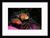 Skunk Anemonefishes (Amphiprion sandaracinos) in a Sea Anemone, Indian Ocean, Andaman Sea. by Anonymous