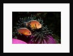 Skunk Anemonefishes (Amphiprion sandaracinos) in a Sea Anemone, Indian Ocean, Andaman Sea. by Anonymous