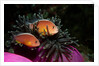 Skunk Anemonefishes (Amphiprion sandaracinos) in a Sea Anemone, Indian Ocean, Andaman Sea. by Anonymous