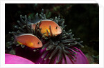 Skunk Anemonefishes (Amphiprion sandaracinos) in a Sea Anemone, Indian Ocean, Andaman Sea. by Anonymous
