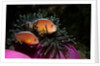 Skunk Anemonefishes (Amphiprion sandaracinos) in a Sea Anemone, Indian Ocean, Andaman Sea. by Anonymous