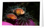 Skunk Anemonefishes (Amphiprion sandaracinos) in a Sea Anemone, Indian Ocean, Andaman Sea. by Anonymous