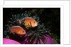 Skunk Anemonefishes (Amphiprion sandaracinos) in a Sea Anemone, Indian Ocean, Andaman Sea. by Anonymous