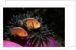 Skunk Anemonefishes (Amphiprion sandaracinos) in a Sea Anemone, Indian Ocean, Andaman Sea. by Anonymous